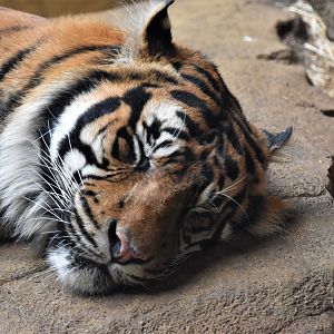 Asim - Sumatran tiger