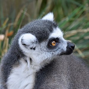 Ring-tailed lemur