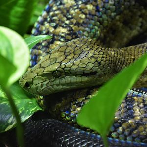 Jamaican boa