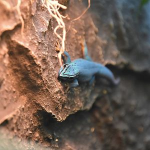 Turquoise dwarf gecko