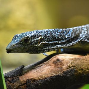 Blue tree monitor