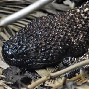 Rio Fuerte beaded lizard