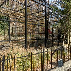 Main Valley - 1.0 Snowy owl