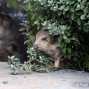 baby javelina