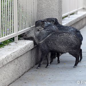 reaching for the tasty stuff