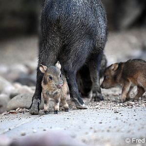 baby javelinas with mother