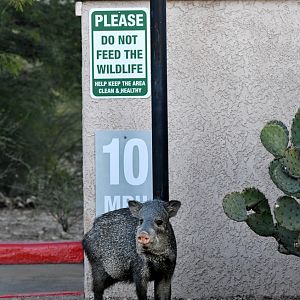 javelina by trash dumpster