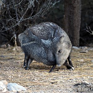 javelinas scent marking each other