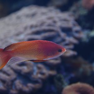 Pseudanthias squamipinnis
