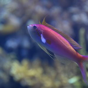 Nemanthias carberryi