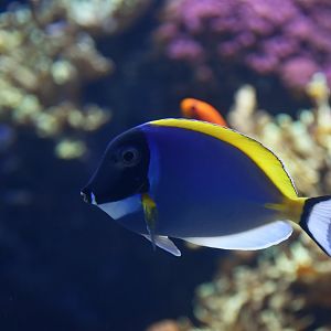 Acanthurus leucosternon