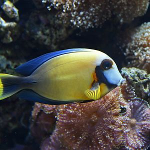 Acanthurus pyroferus