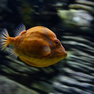 Anoplocapros lenticularis