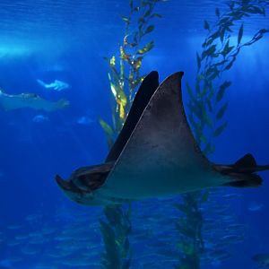 Aetomylaeus bovinus or Myliobatis aquila ?