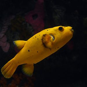 Arothron nigropunctatus