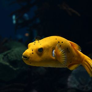 Arothron nigropunctatus