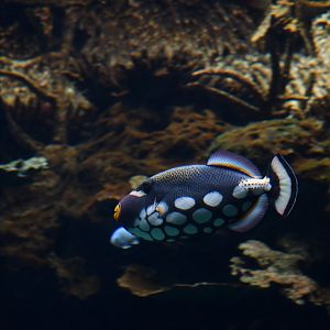 Balistoides conspicillum