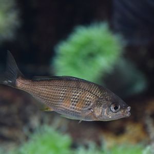 Brachyistius frenatus ?