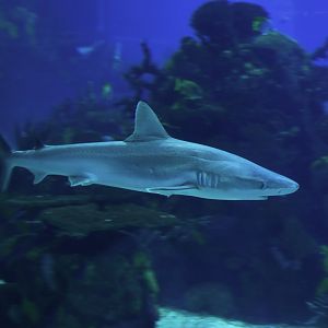 Carcharhinus acronotus (?)