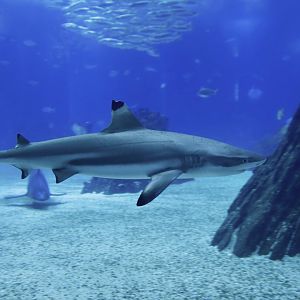 Carcharhinus melanopterus