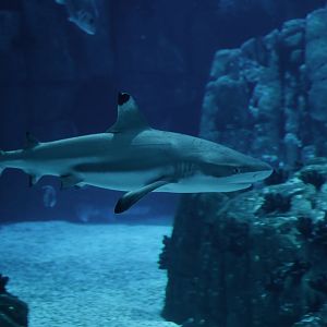 Carcharhinus melanopterus