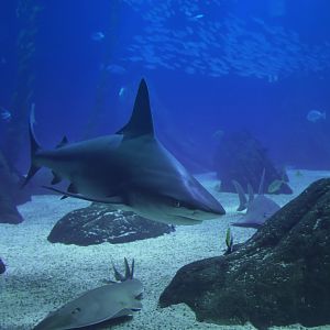 Carcharinus plumbeus