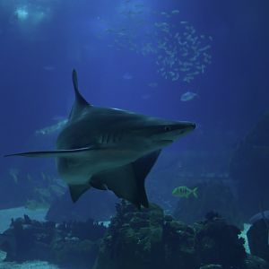 Carcharinus plumbeus