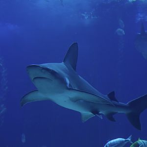 Carcharinus plumbeus