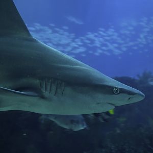 Carcharinus plumbeus