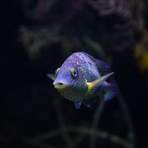 Centrolabrus exoletus