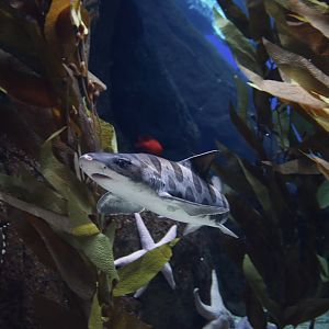 Cephaloscyllium ventriosum