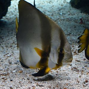 Chaetodipterus faber