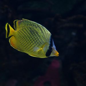 Chaetodon rafflesii