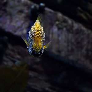 Cleidopus gloriamaris