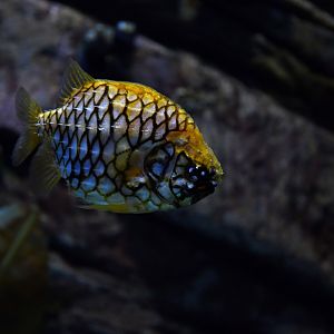 Cleidopus gloriamaris