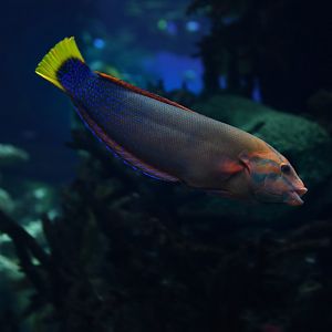 Yellowtail Coris, Coris gaimard