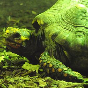 Red-footed Tortoise - Zooparc de Beauval - 11/2017