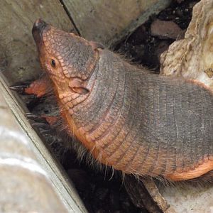 Large Hairy Armadillo - Zooparc de Beauval - 04/2013