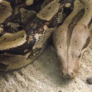 Boa constrictor - Zooparc de Beauval - 01/2013