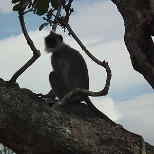 Black-footed Grey Langur (Semnopithecus hypoleucos)
