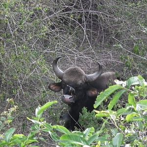 Gaur (Bos gaurus)