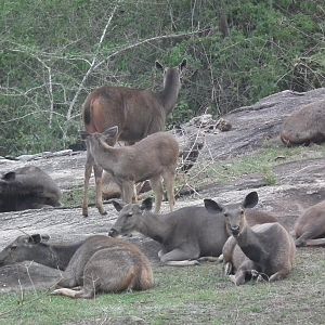 Sambar (Cervus unicolor)
