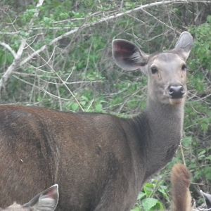 Sambar (Cervus unicolor)