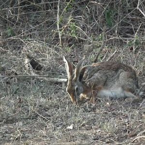 Black-naped Hare (Lepus nigricollis nigricollis)