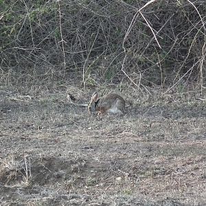 Black-naped Hare (Lepus nigricollis nigricollis)