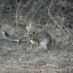 Black-naped Hare (Lepus nigricollis nigricollis)