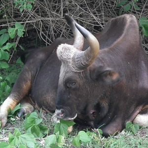 Gaur (Bos gaurus)
