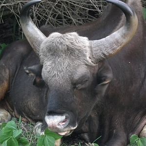 Gaur (Bos gaurus)