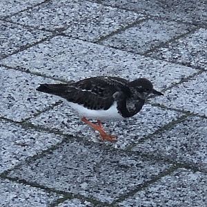 Shorebird ID? - Bridlington