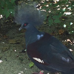 Western Crowned Pigeon (Goura cristata)